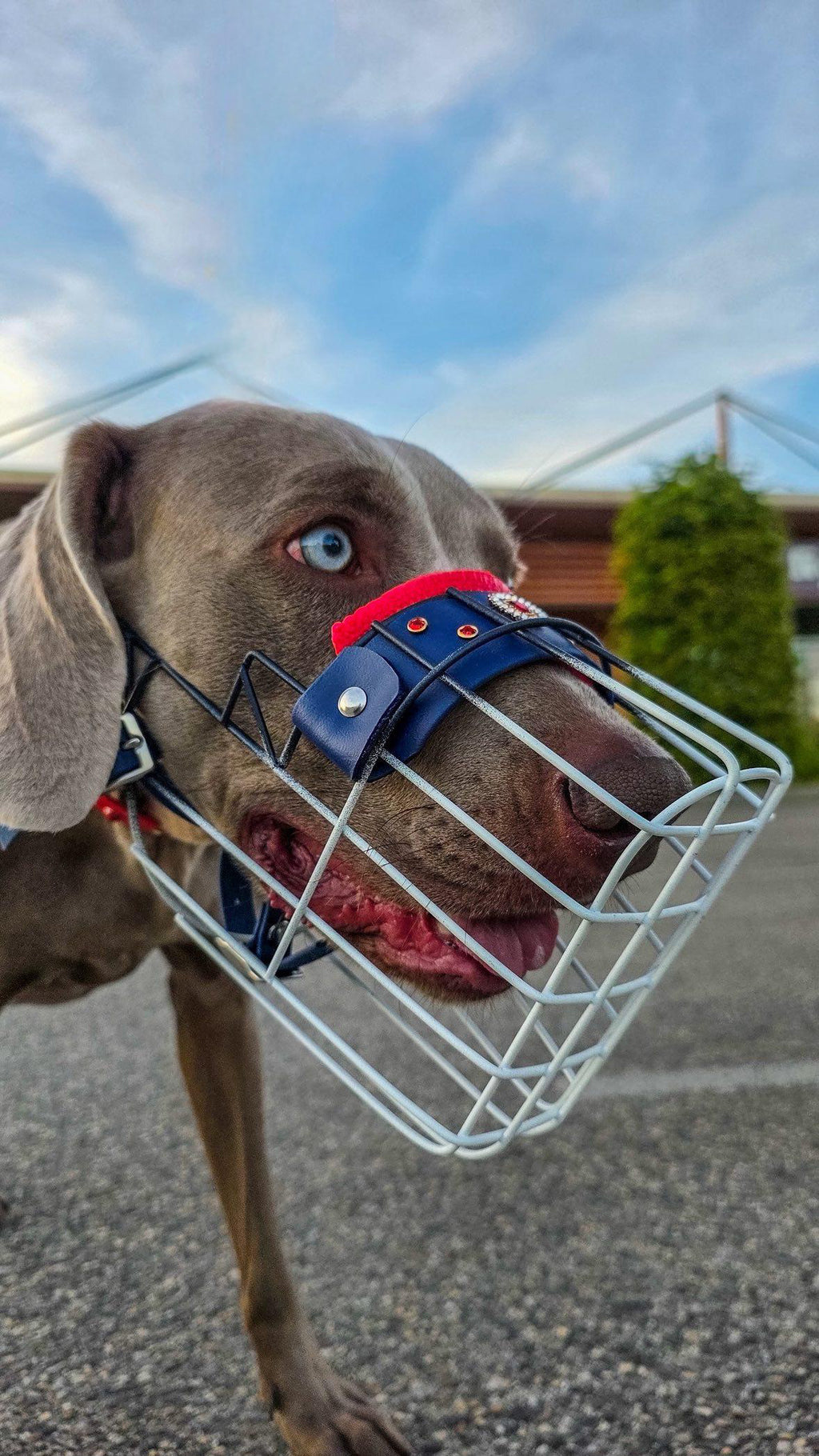 Muselière Premium X Régalys