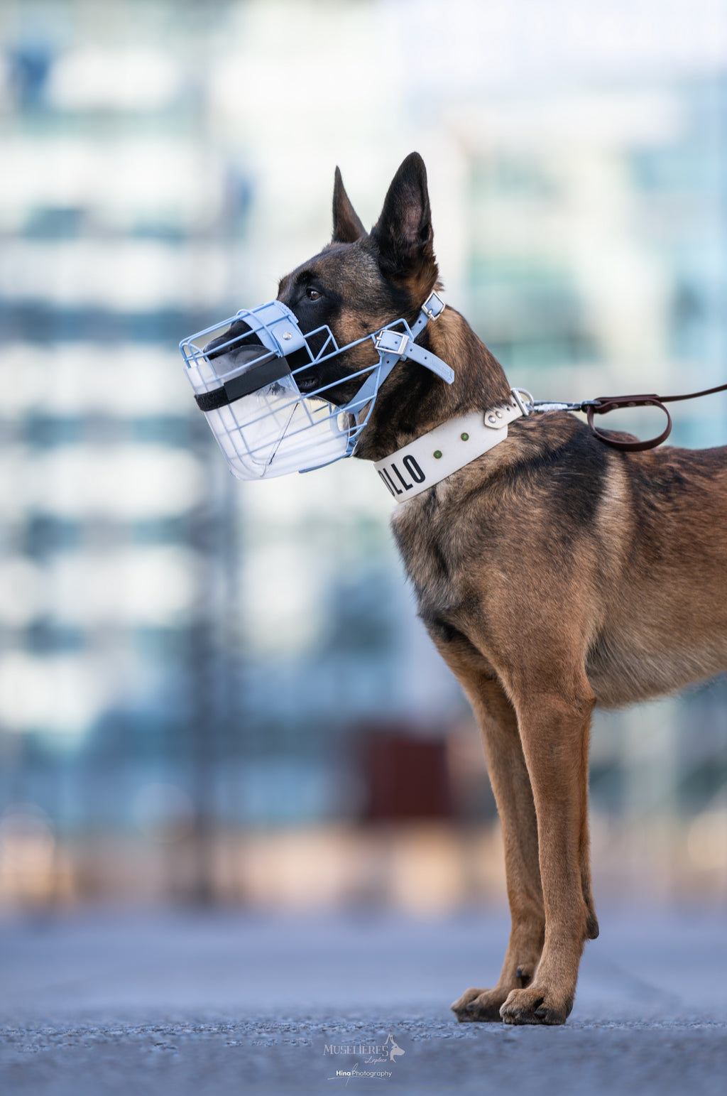 Cache anti glouton transparent