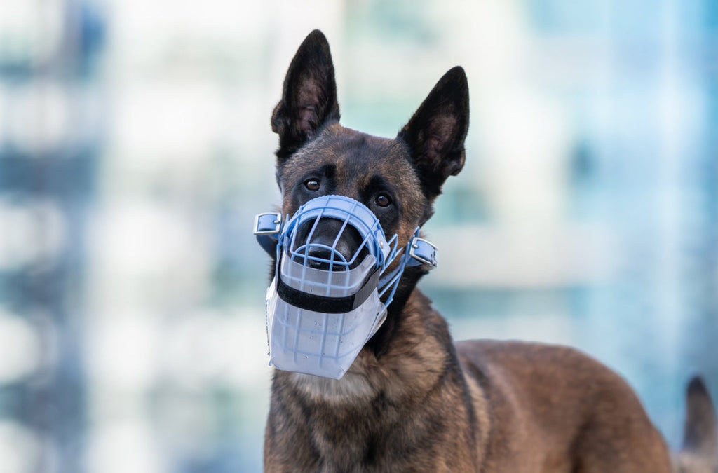 Cache anti glouton transparent